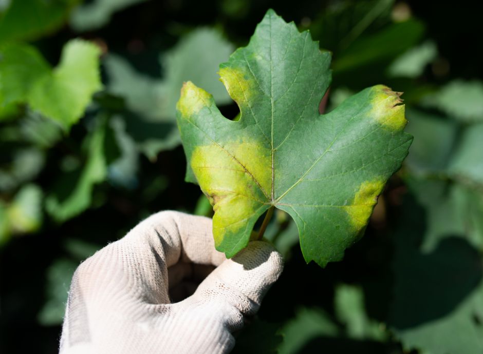 ordinanza-misure-fitosanitarie-contro-peronospora-vite Sezione Circolari Vitivinicolo | ConsulenzaAgricola.it