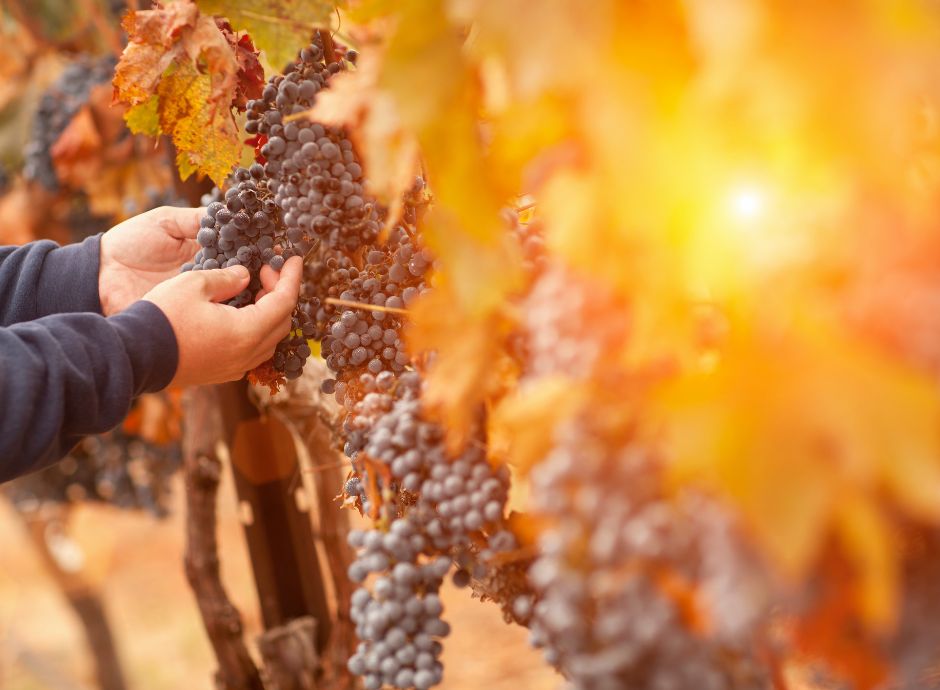 vino-digitale-collegamento-registri-dematerializzati-prodotti-v_p24801 Sezione Circolari Vitivinicolo | ConsulenzaAgricola.it