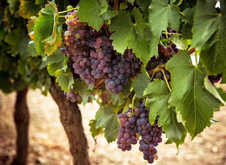 deroghe-autorizzazioni-impianto-reimpianto-viti Sezione Circolari Vitivinicolo | ConsulenzaAgricola.it