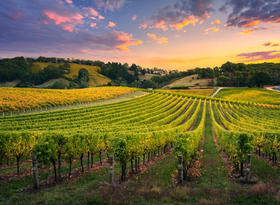 allineamento-schedario-vitivinicolo-piano-colturale-grafico Sezione Circolari Vitivinicolo | ConsulenzaAgricola.it