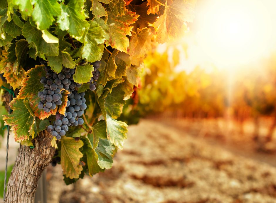 settore-vitivinicolo-nuovi-termini-per-la-presentazione-delle-d_p68877 Sezione Circolari Vitivinicolo | ConsulenzaAgricola.it