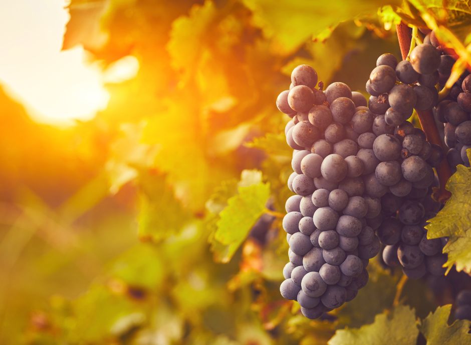 investimenti-nel-settore-vitivinicolo-per-la-campagna-2025-2025_p90332 Sezione Circolari Vitivinicolo | ConsulenzaAgricola.it