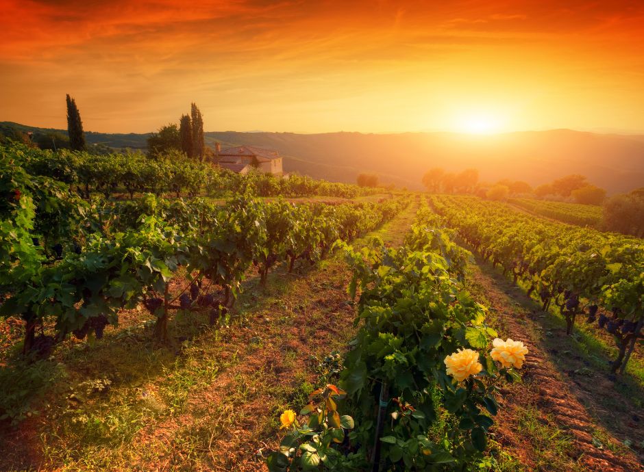 mediobanca-fotografa-lo-stato-di-salute-del-vitivinicolo-italia_p70129 Sezione Circolari Vitivinicolo | ConsulenzaAgricola.it