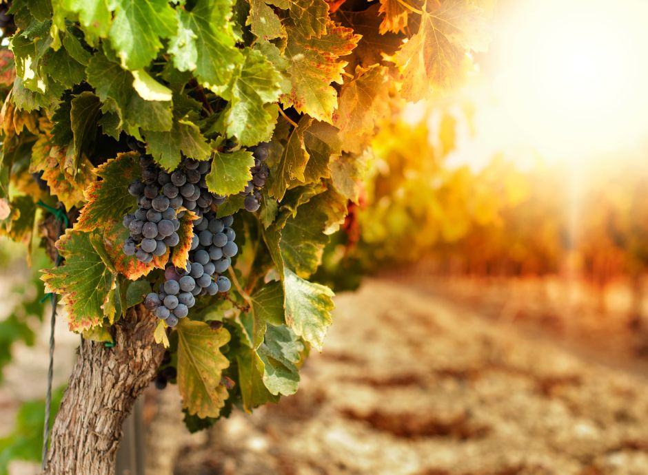 l-unione-italiana-vini-chiede-uno-stop-di-un-anno-all-impianto-_p16099 Sezione Circolari Vitivinicolo | ConsulenzaAgricola.it