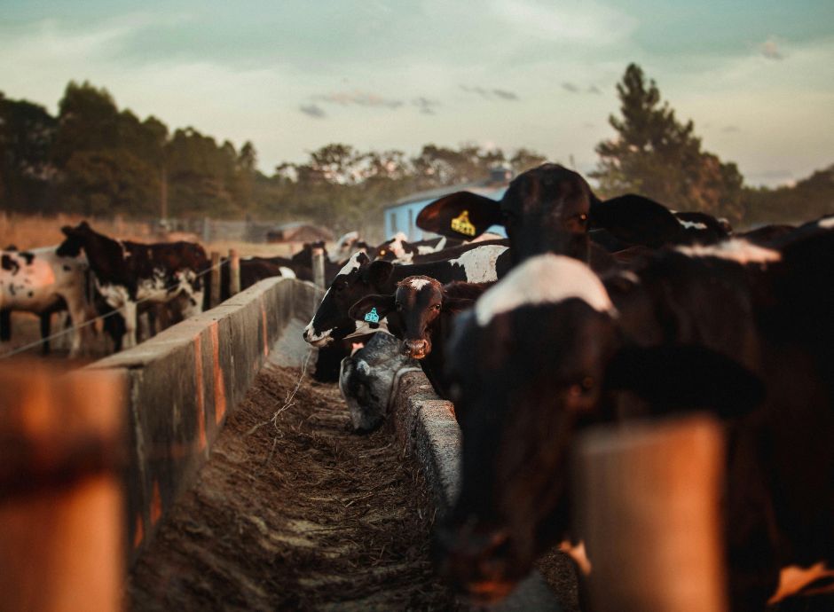 faq-ministeriali-su-ecoschema-1-livello-2-e-sqnba Sezione Circolari PAC | ConsulenzaAgricola.it