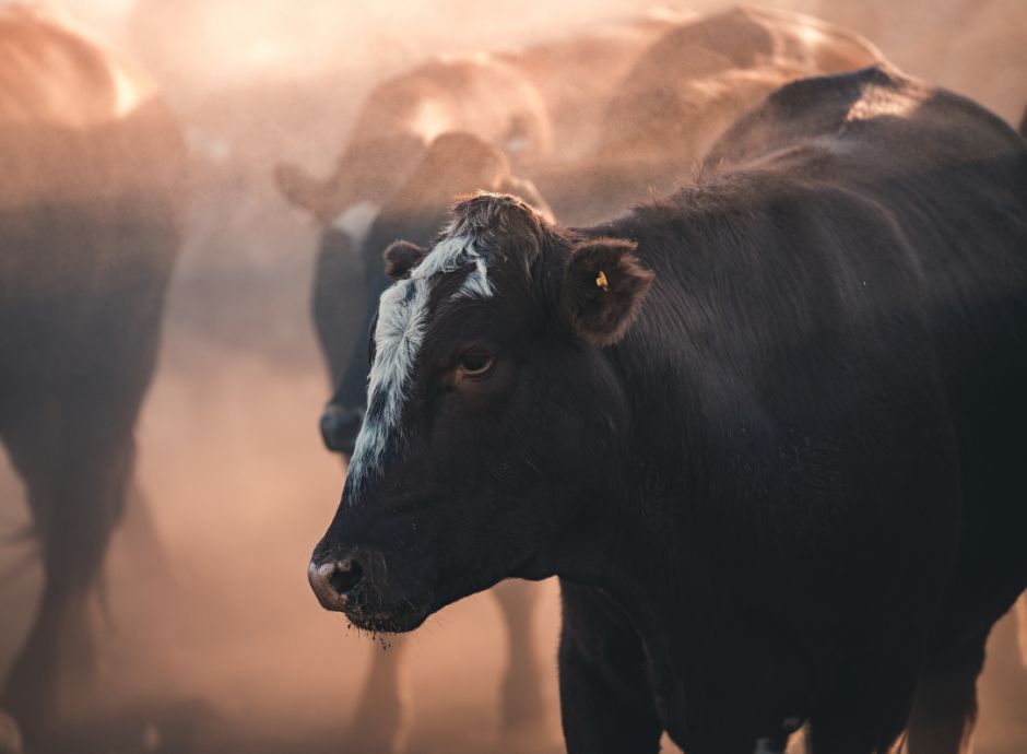 ulteriore-proroga-termini-aiuti-zootecnia-bovina Sezione Circolari PAC | ConsulenzaAgricola.it