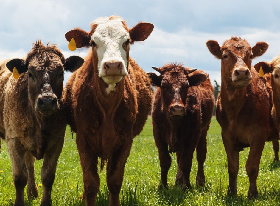 bovini-carne-nuovo-parere-efsa-benessere-animale Sezione Circolari PAC | ConsulenzaAgricola.it