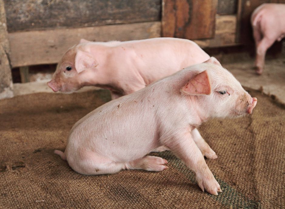 nuove-risorse-per-sostenere-le-aziende-suinicole-colpite-dalla-_p95413 Sezione Circolari PAC | ConsulenzaAgricola.it