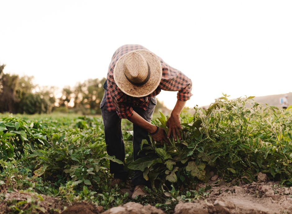 polizze-assicurative-agricole-zootecniche-proroga-termini-pai-s_p48831 Sezione Circolari Varie | ConsulenzaAgricola.it