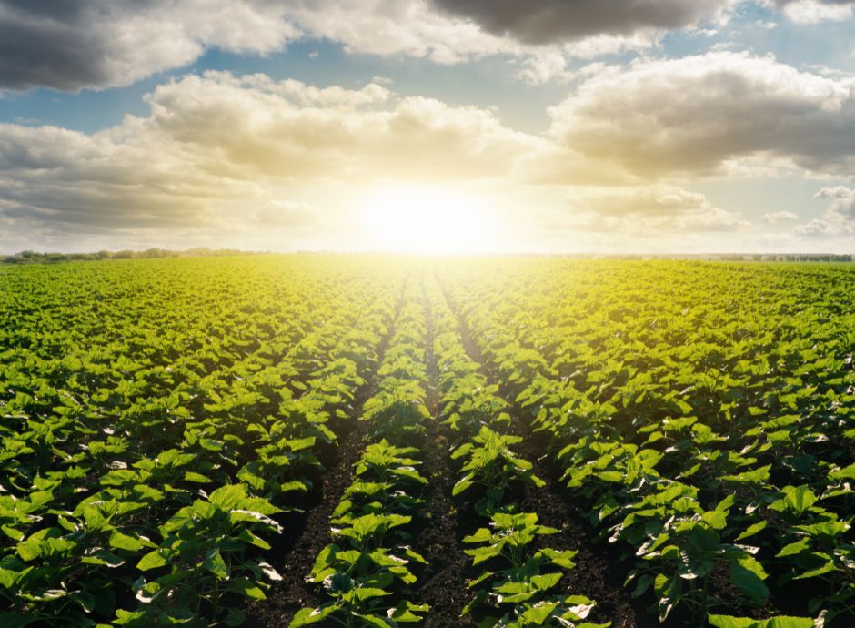 rete-lavoro-agricolo-qualita-criteri-modalita-adesione Sezione Circolari Lavoro | ConsulenzaAgricola.it