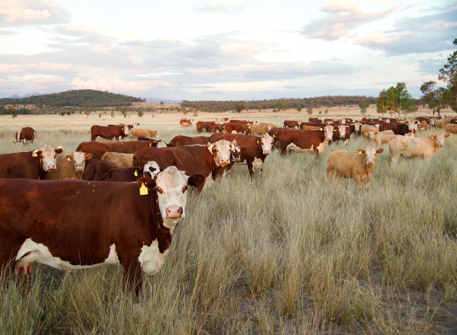 importi-unitari-aiuti-de-minimis-comparto-bovino-campagna-2024 Sezione Circolari PAC | ConsulenzaAgricola.it
