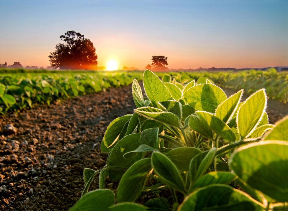 bando-pratiche-ecologiche-prorogato-13-ottobre-2025-termine-pre_p55096 Sezione Circolari Varie | ConsulenzaAgricola.it