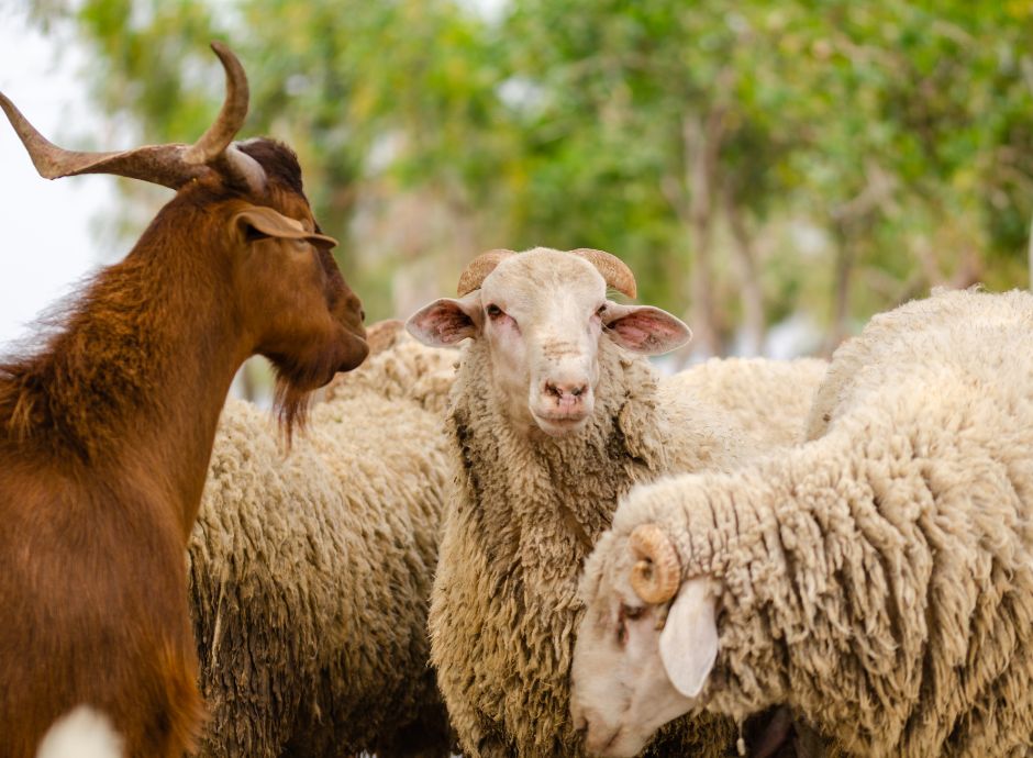 epidemie-animali-nuove-decisioni-ue-peste-piccoli-ruminanti-der_p85076 Sezione Circolari Varie | ConsulenzaAgricola.it