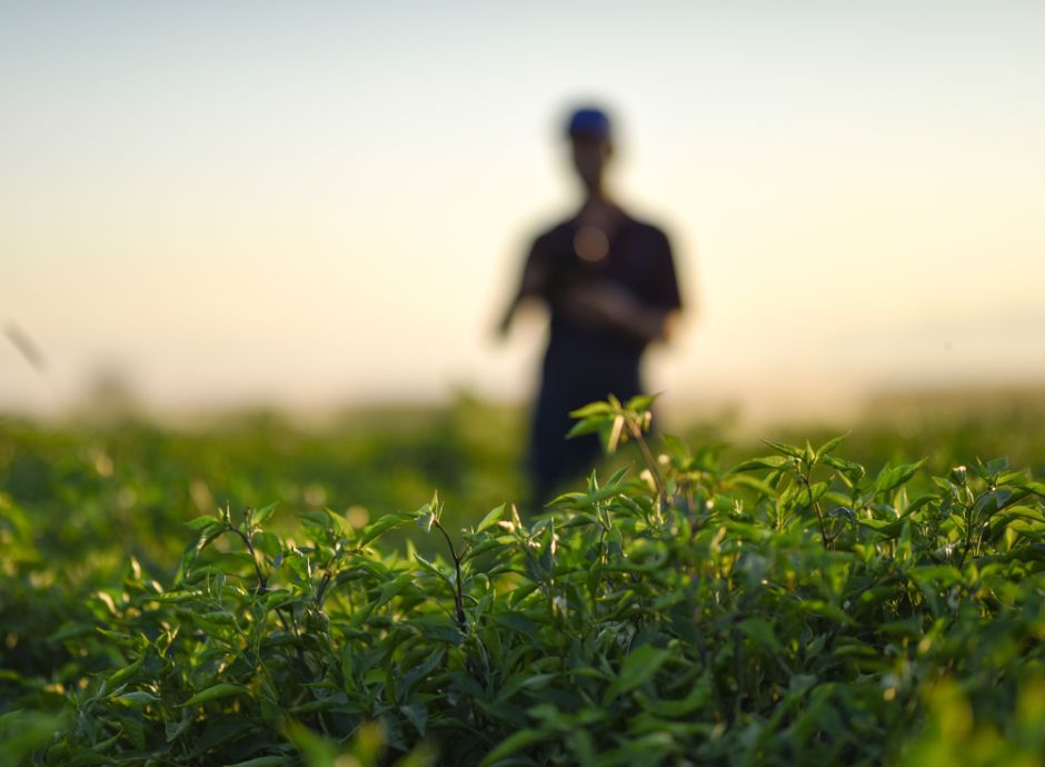 nuove-scadenze-adesione-sqnba-domande-fondo-grano-duro ConsulenzaAgricola -  Risposte efficaci per il mondo agricolo