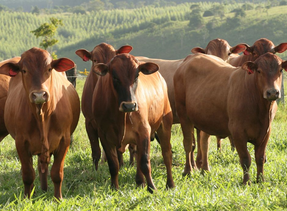 faq-ministeriali-sqnba-ecoschema-1-livello-2-1 ConsulenzaAgricola -  Risposte efficaci per il mondo agricolo